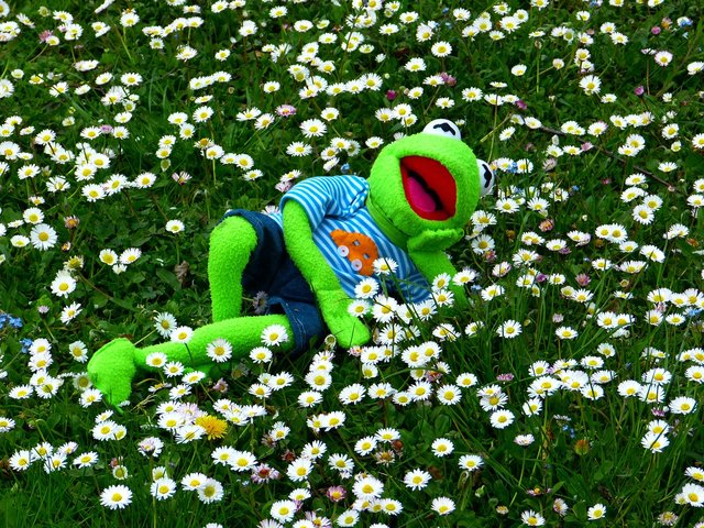 kermit-383370_1280.jpg