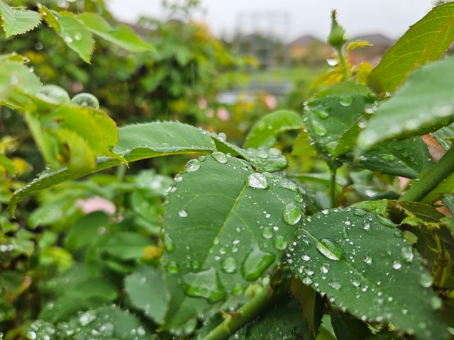 Raindrops on Roses.jpg