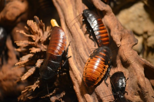 cockroaches-gcc116ddf6_1920.jpg