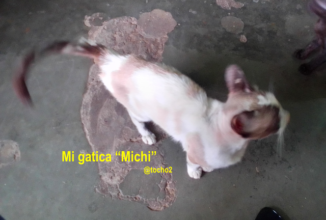 gato_3_150823.png