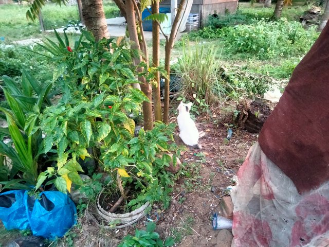 IMG20250618183318.jpg