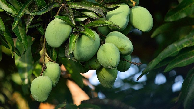 mangoes-gaeb98605d_1280.jpg