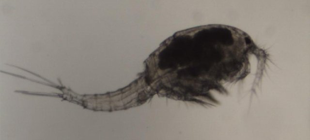 copepodo5.JPG