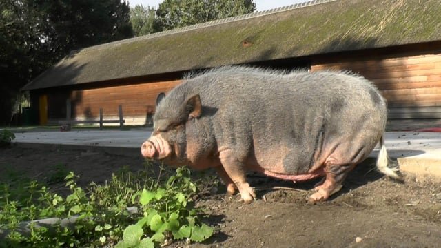 biggest pig in the world