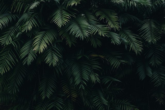 pexels-catiamatos-1072179.jpg