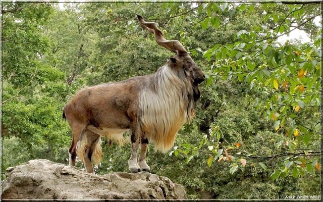 Markhor 7.jpg