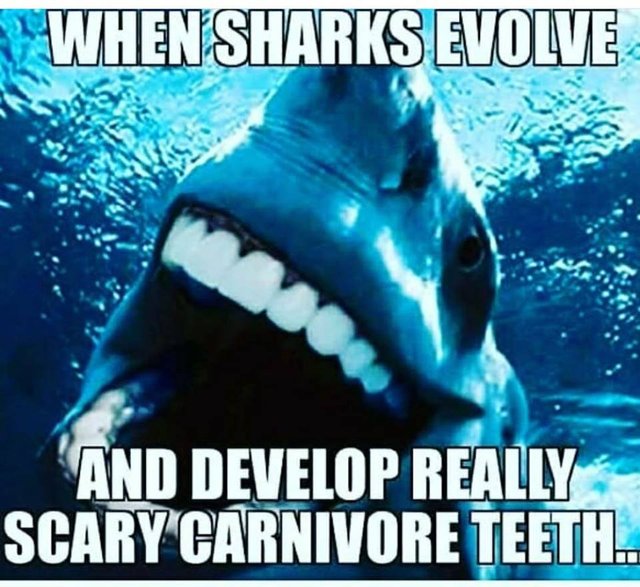 when sharks evolve