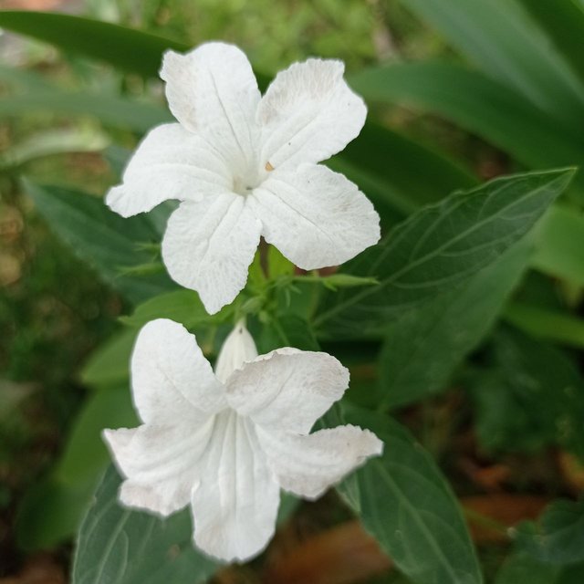 Ruellia tuberosa blanca 3.jpg