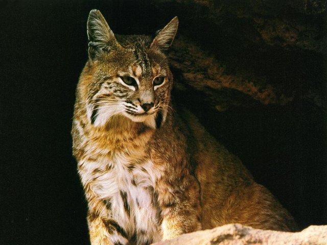 Lynx_wallpaper_HD_0011.jpg