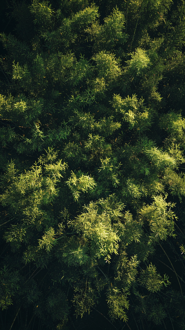 _Top-down_view_of_a_bamboo_forest_with_sunlight_filtering_through_the_lea_6636d84efbd56679b8728fcf_3.png