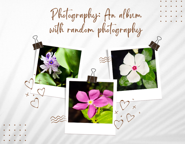 Photography An album with random photography (3).png