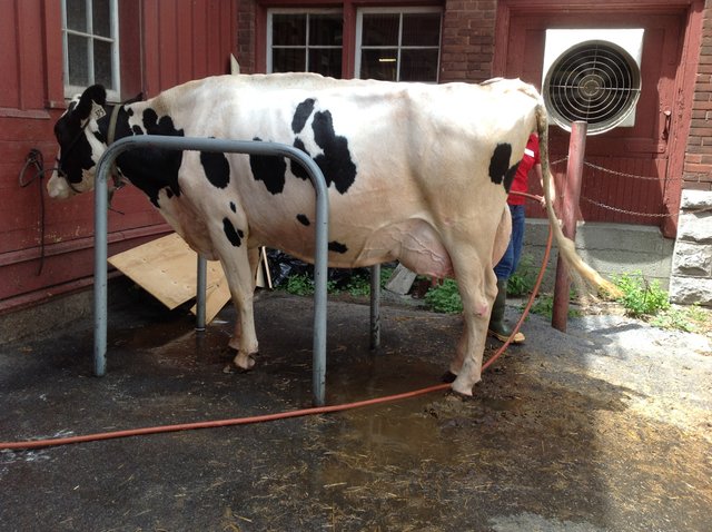 cow wash 1.JPG