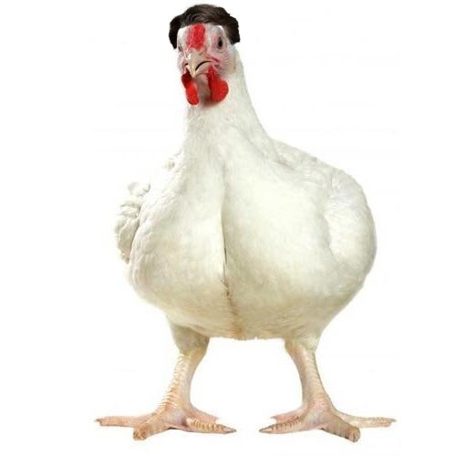 ned-chicken-fucker.png