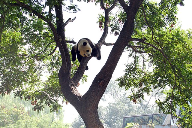 Beijing Zoo Panda WT-shared Clute88 at wts wikivoyage released public.jpg