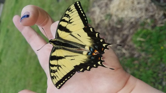 Butterfly in hand.jpg
