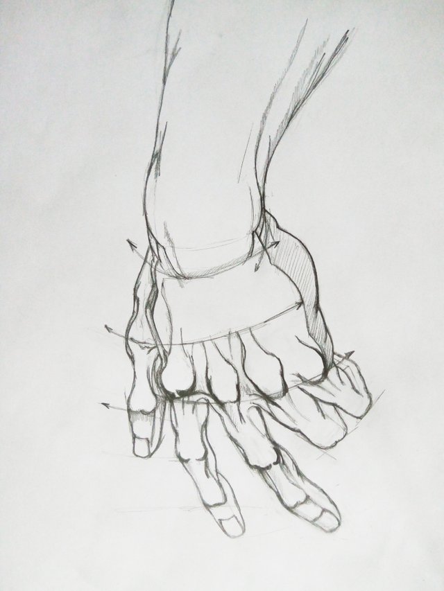 Anatomy Drawings Hands Part Steemit