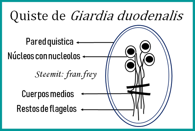 giardia duodenalis morfologia)