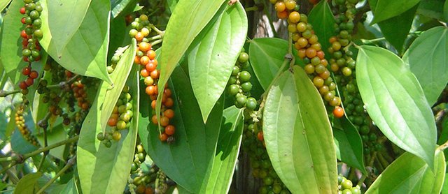 White-Pepper-Crop-1.jpg