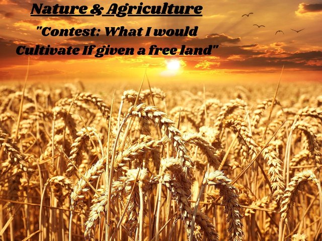 Nature & Agriculture.jpg