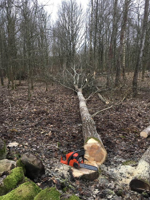 tree-felling-2191064_1280.jpg