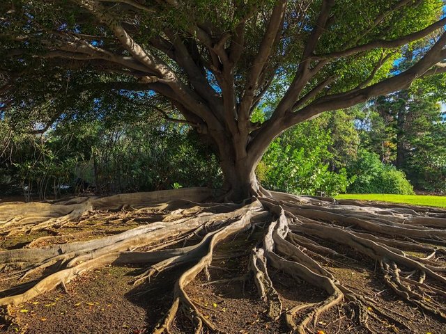 Tree Removal - Choose A Good Location