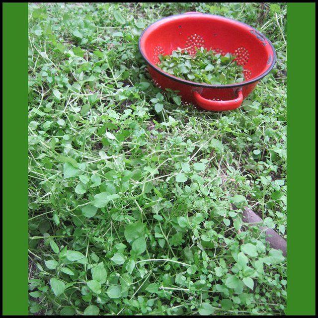 bowl of picked chickweed in green mat of chickweed.JPG