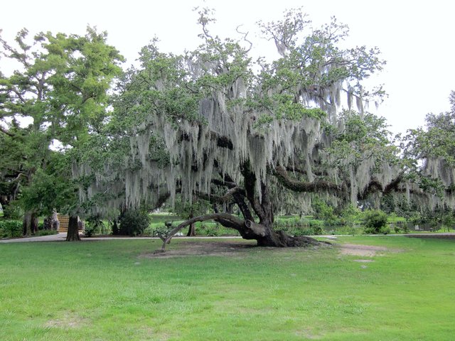 Spanish-Moss.jpg