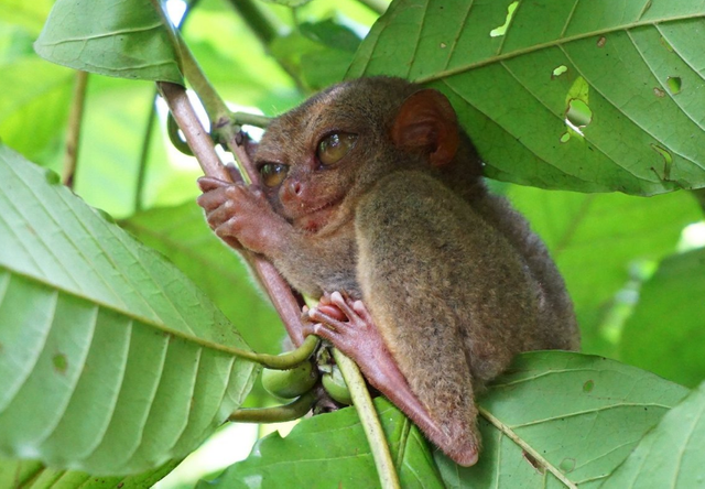 Bohol Countryside Tour - Tarsier Sanctuary1.png