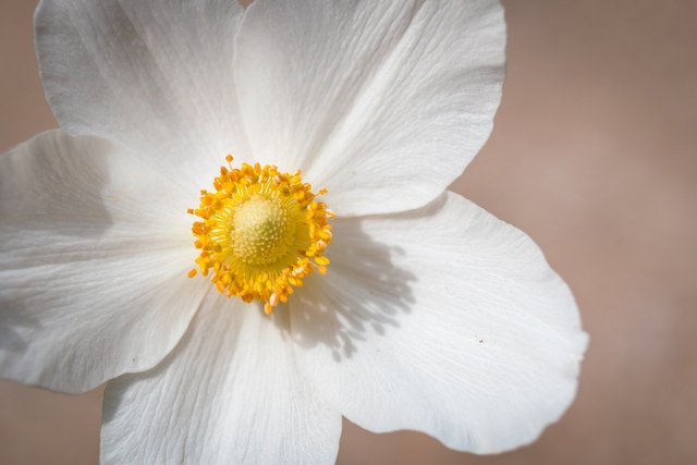 snowdrop-anemone-7237694_1920.jpg