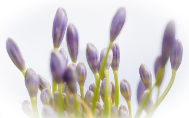 bud (11).jpg