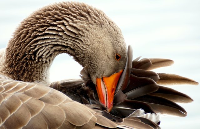 animal-beak-beautiful-414155.jpg