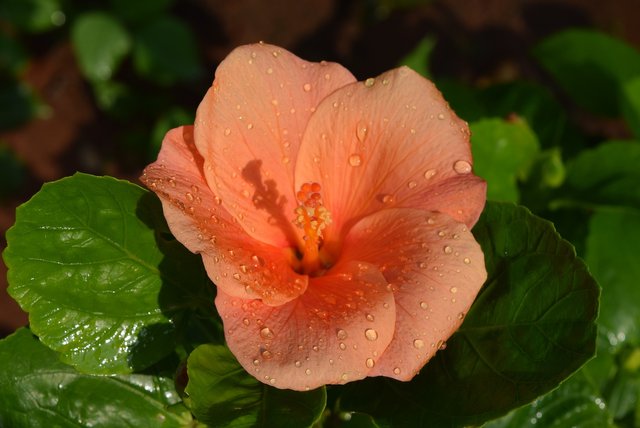 hibiscus-rosa-sinensis-1107349_1920 (2).jpg