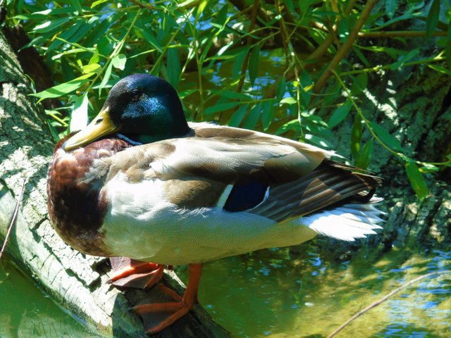 1photofeedwildlife79 (2).JPG