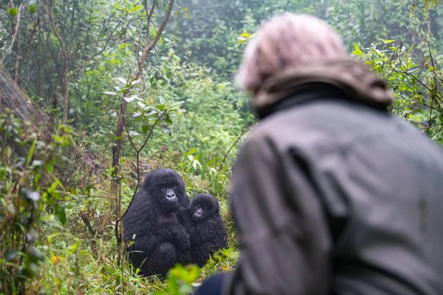 The Best Time to Go for Gorilla Tracking Rwanda.jpg