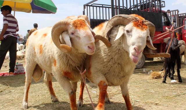 Sheeps_are_seen_at_a_cattle_market_ahead_of_the_festival_Eid_al_Adha___21_.jpeg