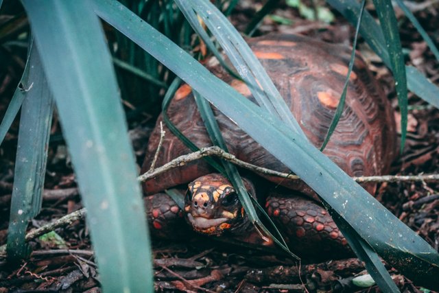 animal-animal-photography-blur-1264060.jpg