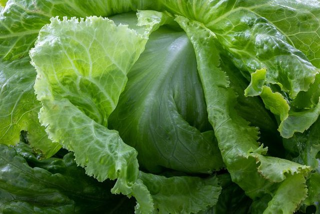 lettuce-5806553__480.jpg