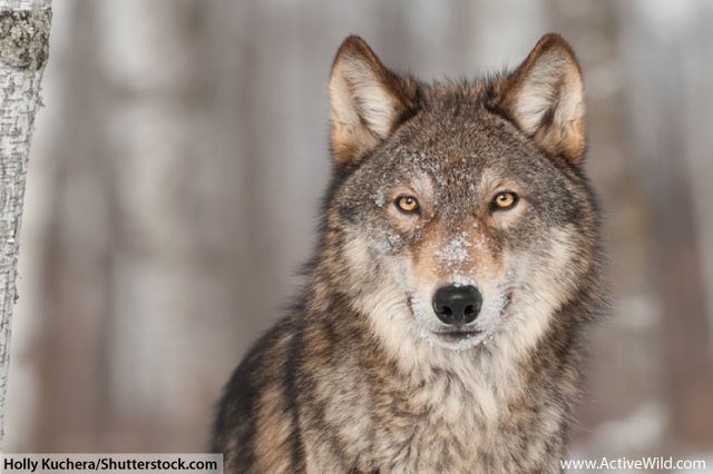 Eurasian-Wolf-Facts-For-Kids.jpg