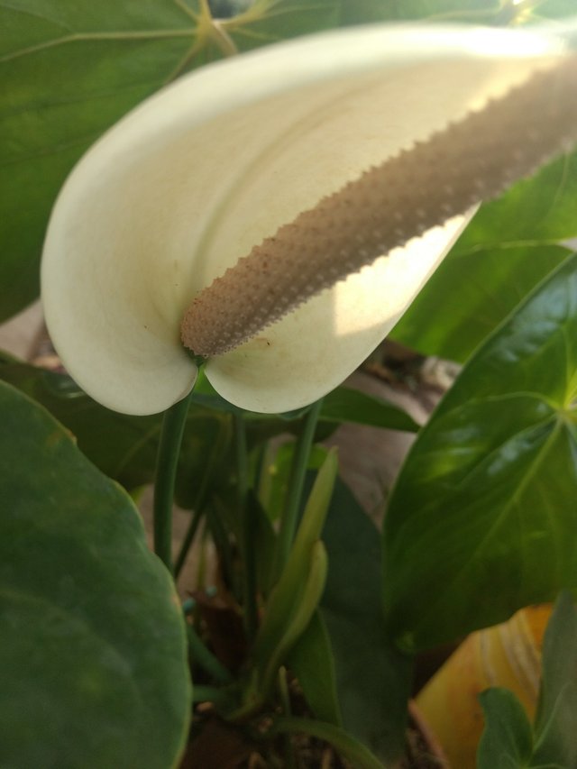 Una foto todos los días: ! Dos flores de cala blanca en el jardin de mi  prima (8/365) — Steemit