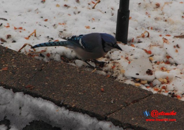 PFW0105.JPG Blue Jay