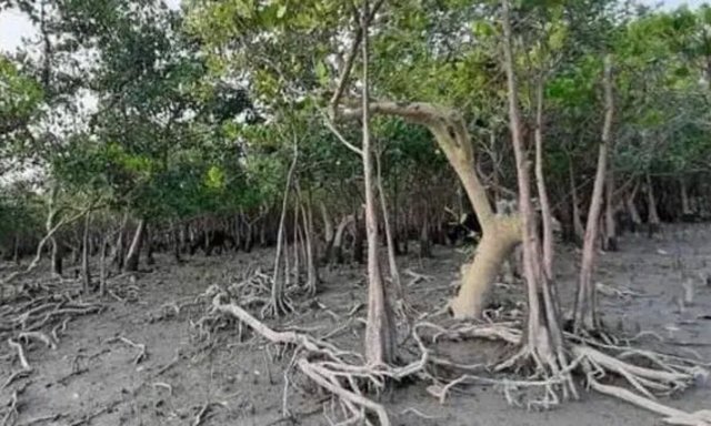 Sundarbans-mangrove-forests-have-also-increased-amid-natural-disasters-report-1200x720.jpg