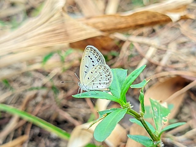 RIYAN_20240614_163751_🦋Macro Bee pro (LMC17) by Riyan.PORTRAIT.jpg