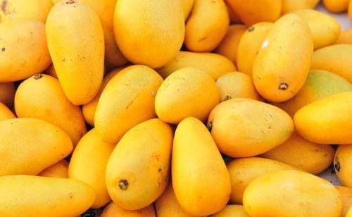 indian-mangoes-500x500.jpg