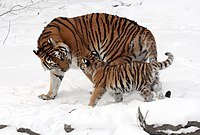 200px-Panthera_tigris_altaica_13_-_Buffalo_Zoo.jpg