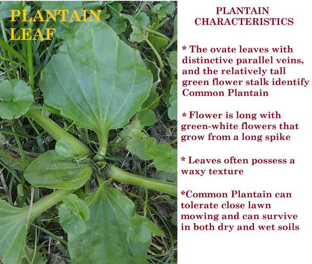 plantain 3.png