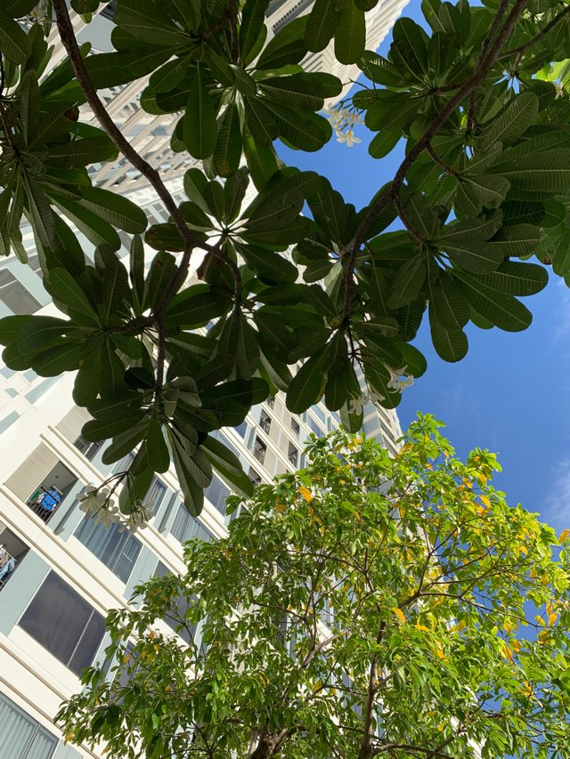 trees and buildings17.jpg