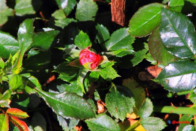 red rose bud M27_0030.JPG