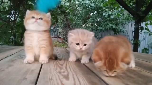 Three little Teddy kittens 😍  Cutest Baby British kittens.mp4_Thumb3.png