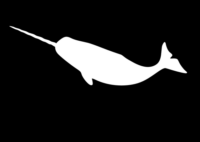 narwhal-1.png