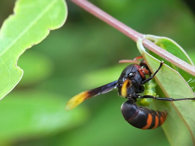 Wasp (11).jpg